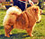 чау-чау chow-chow