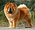 чау-чау chow-chow