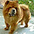 - chow-chow