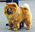 - chow-chow