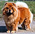 - chow-chow