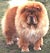 чау-чау chow-chow