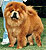 - chow-chow