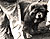 - chow-chow