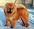 чау-чау chow-chow