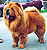 чау-чау chow-chow