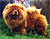 - chow-chow