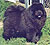 - chow-chow