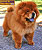 - chow-chow