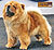 чау-чау chow-chow