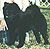 - chow-chow