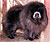 - chow-chow