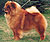 ÷àó-÷àó chow-chow