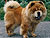 - chow-chow