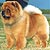 - chow-chow