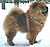 - chow-chow