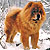 чау-чау chow-chow