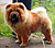 - chow-chow