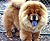 - chow-chow