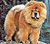 чау-чау chow-chow