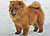 чау-чау chow-chow