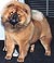 - chow-chow