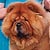 - chow-chow