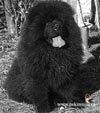 чау-чау chow-chow