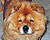 чау-чау chow-chow