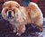 чау-чау chow-chow