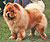 - chow-chow