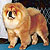 - chow-chow