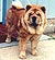 - chow-chow