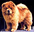 - chow-chow