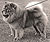 - chow-chow