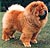 - chow-chow