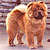 - chow-chow