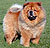 - chow-chow