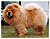 - chow-chow