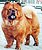 чау-чау chow-chow