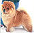 - chow-chow