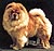 чау-чау chow-chow