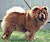 - chow-chow