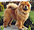 - chow-chow