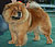 - chow-chow