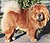 - chow-chow