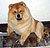- chow-chow