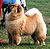 - chow-chow