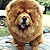 - chow-chow