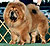 чау-чау chow-chow